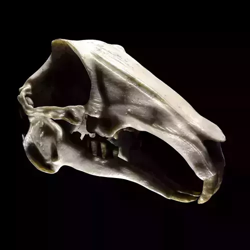 Rabbit Skull