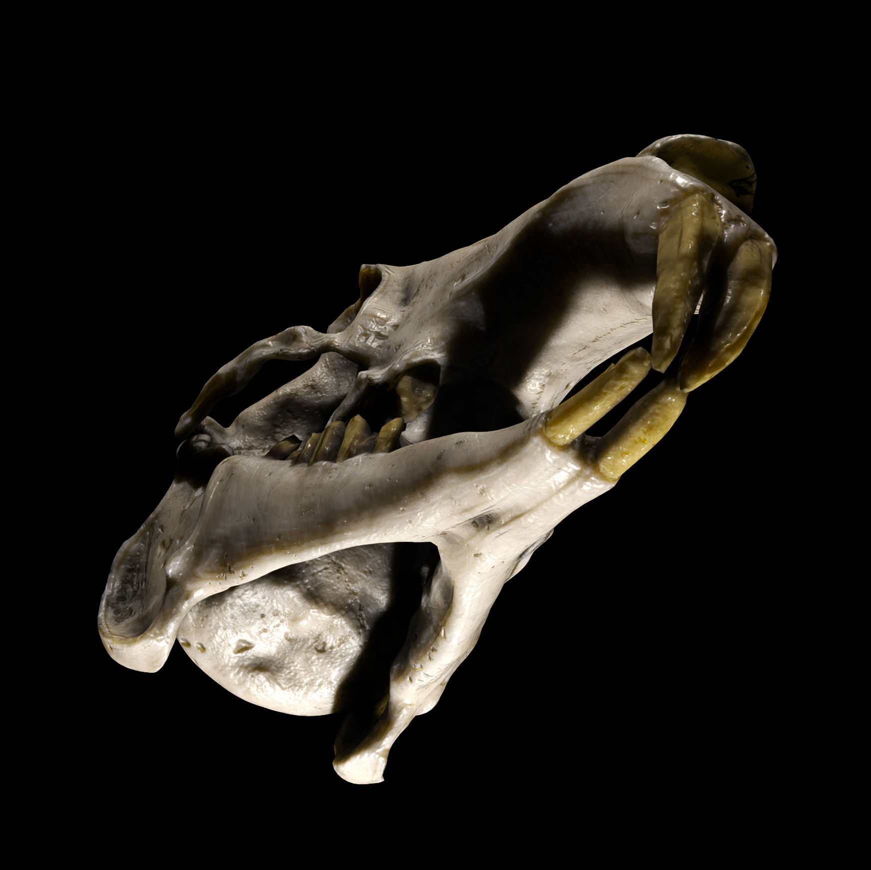 Rabbit Skull Low-poly 3D model_4