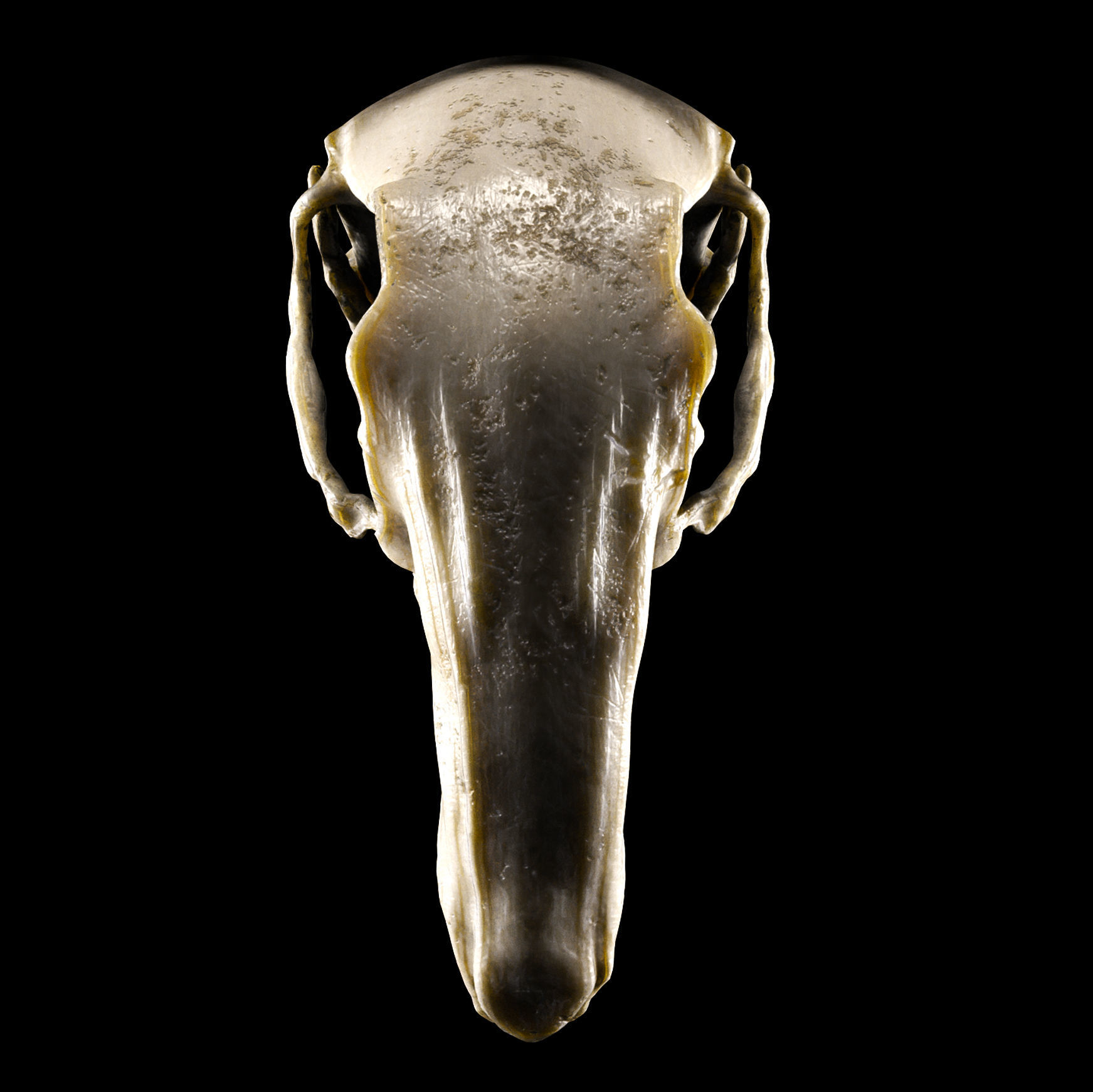 Rabbit Skull Low-poly 3D model_2