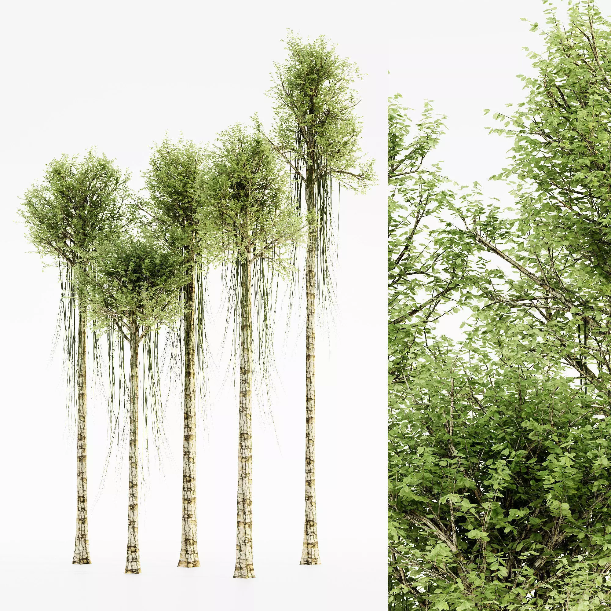 Agarwood tree collection 5 trees in the scene 3D model | CGTrader