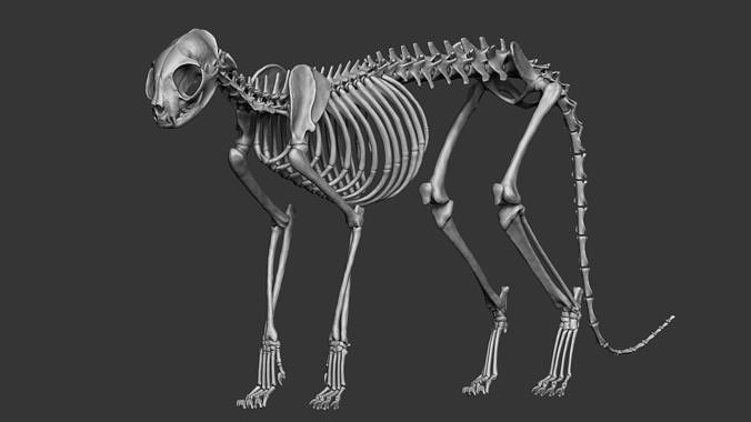 Domestic Cat Skeleton 3D model