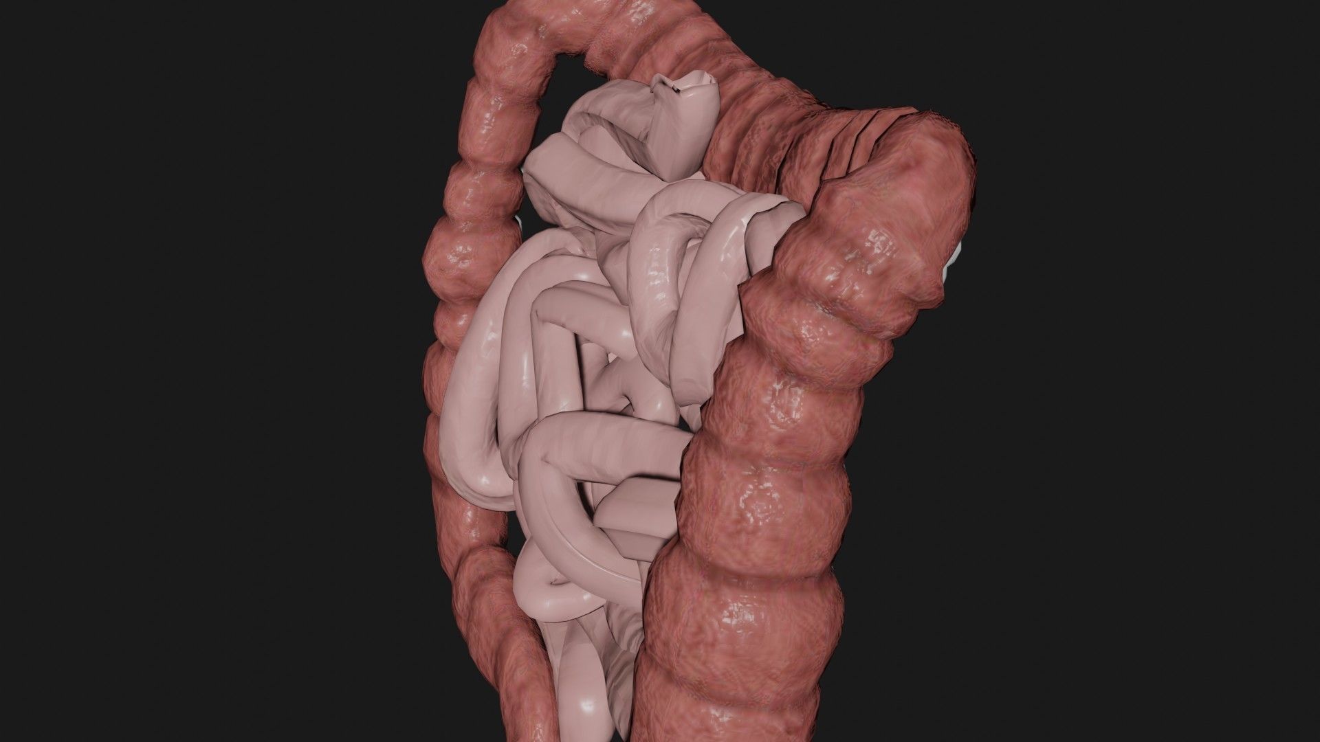 large Intestine small intestine Low-poly 3D model_2