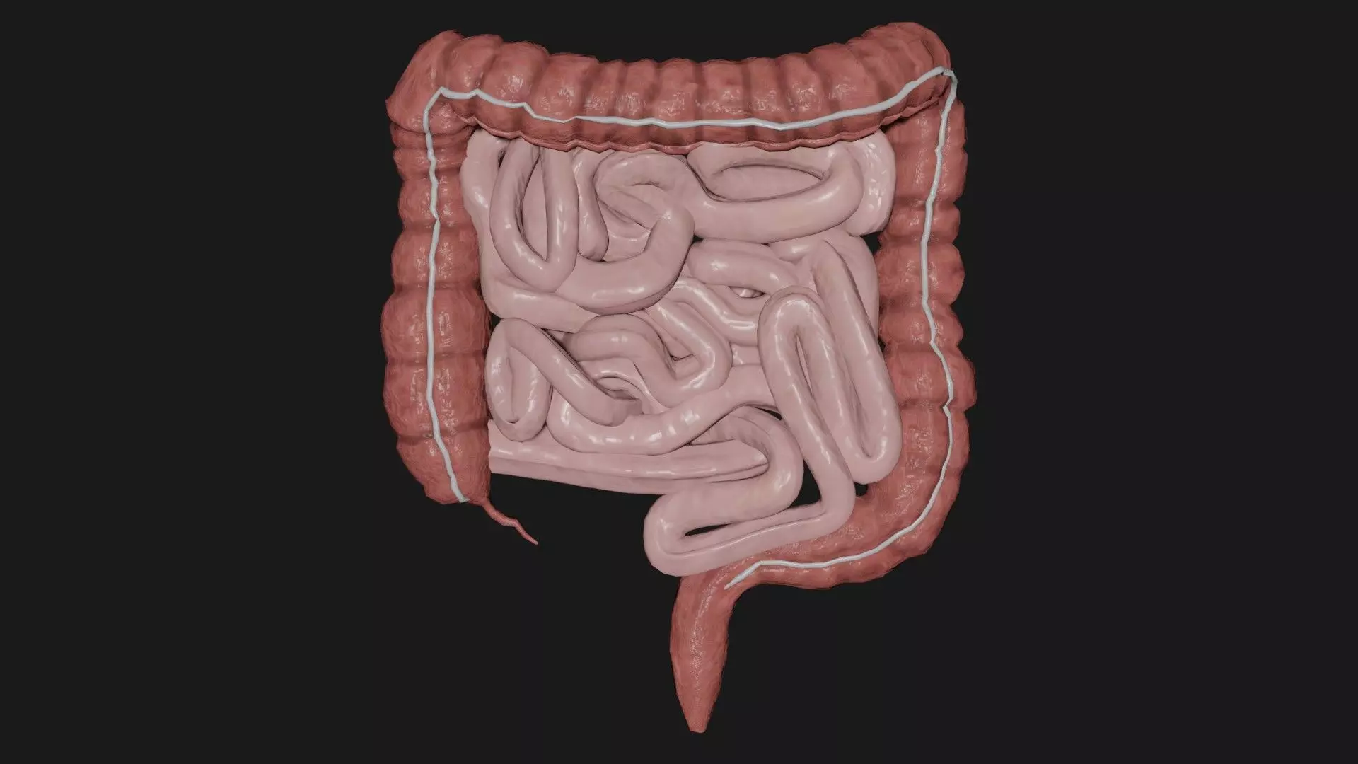 large Intestine small intestine Low-poly 3D model_0