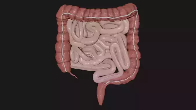 large Intestine small intestine Low-poly 3D model