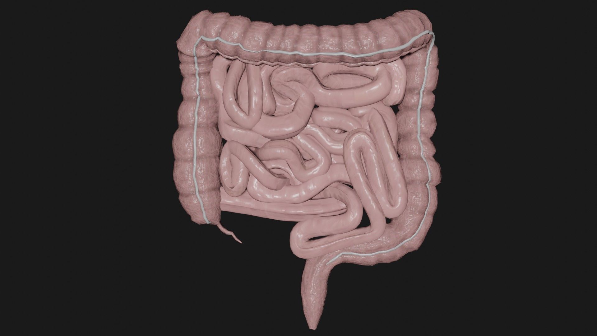 large Intestine small intestine 2 Low-poly 3D model_3