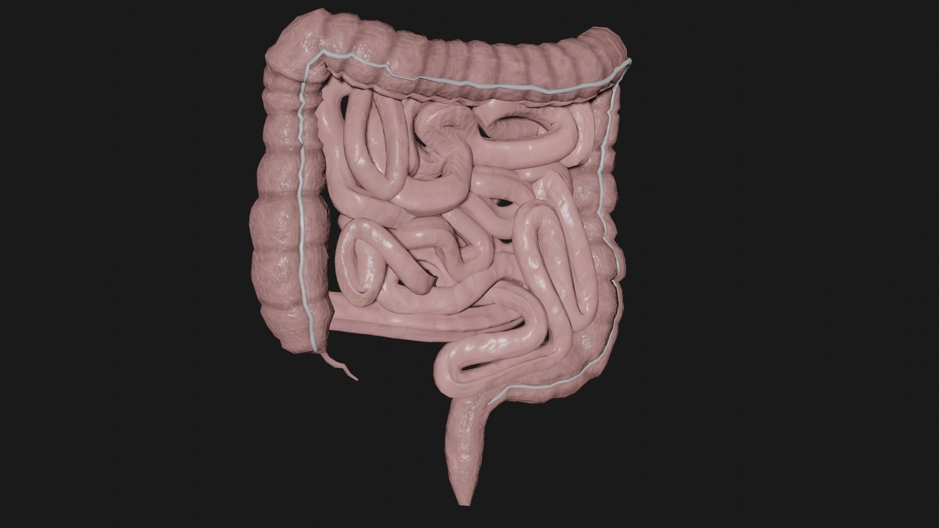 large Intestine small intestine 2 Low-poly 3D model_2