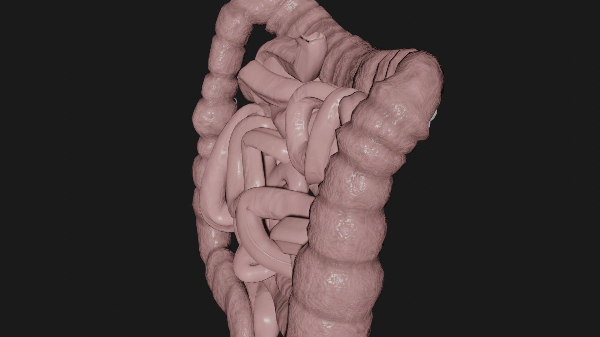 large Intestine small intestine 2 Low-poly 3D model_1