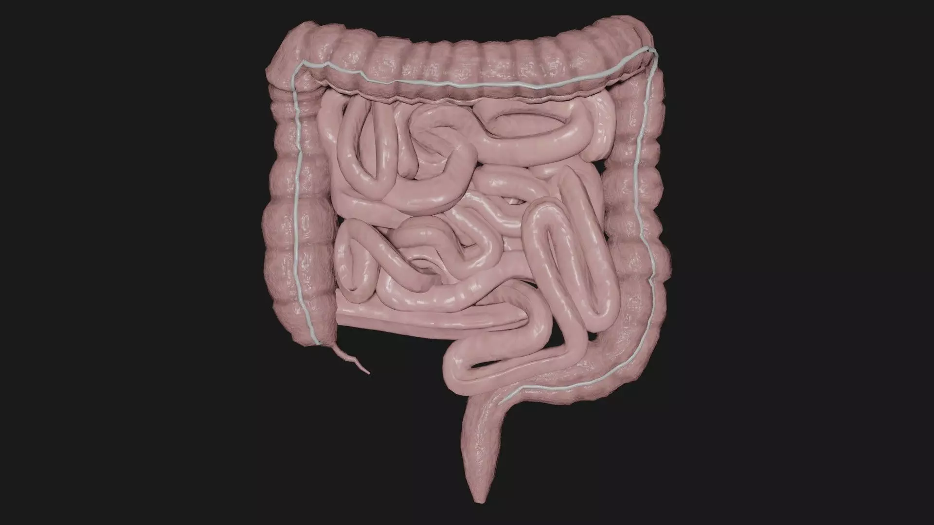 large Intestine small intestine 2 Low-poly 3D model_0