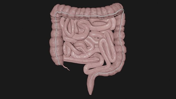 large Intestine small intestine 2 Low-poly 3D model