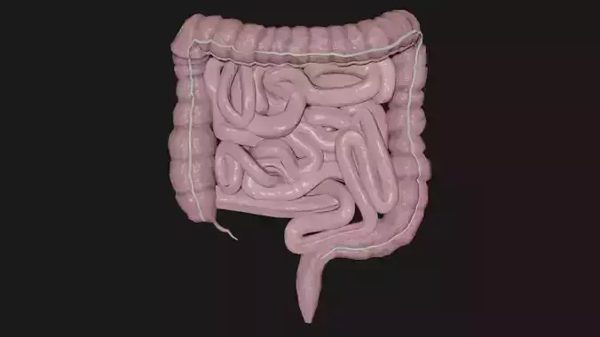 large Intestine small intestine 2 Low-poly 3D model