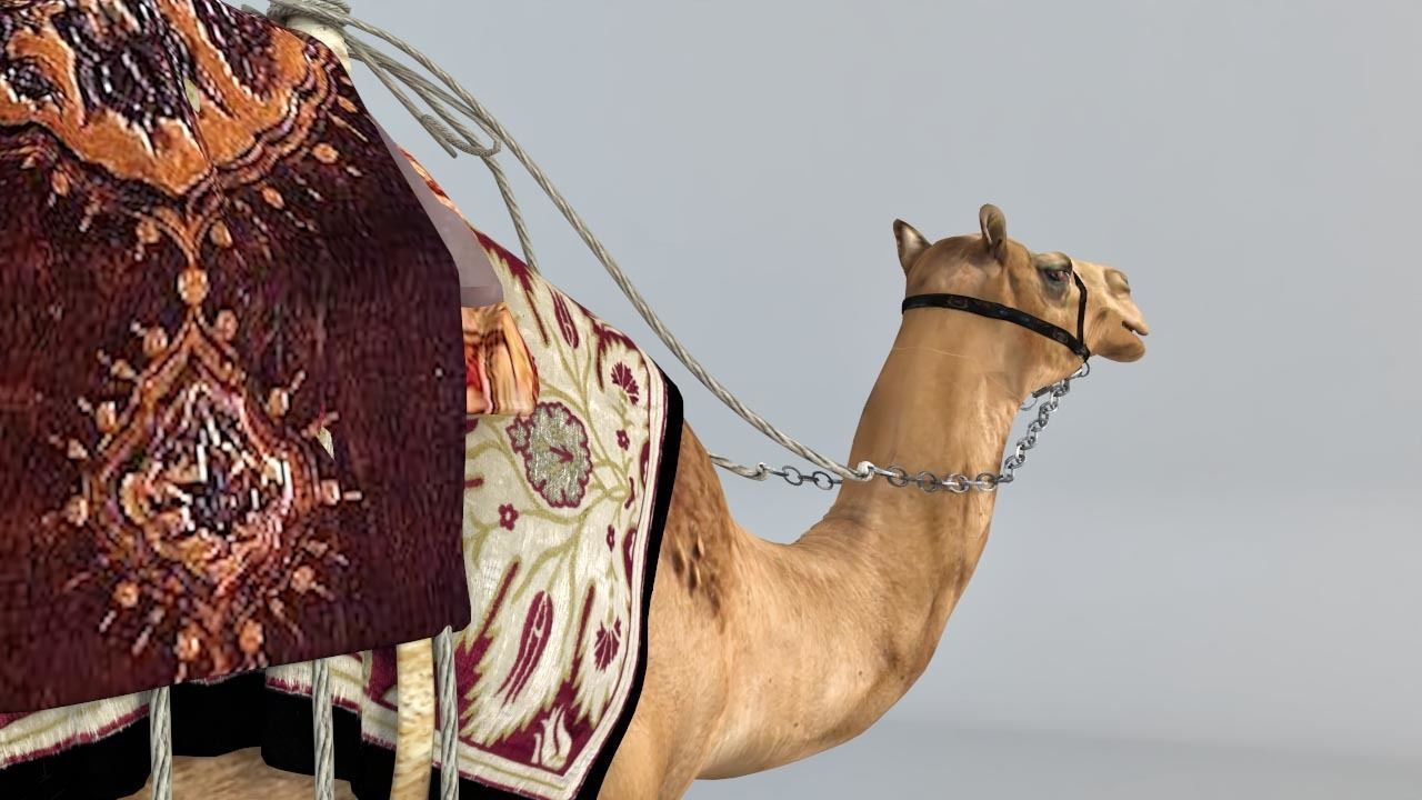 Camel 3D model_8