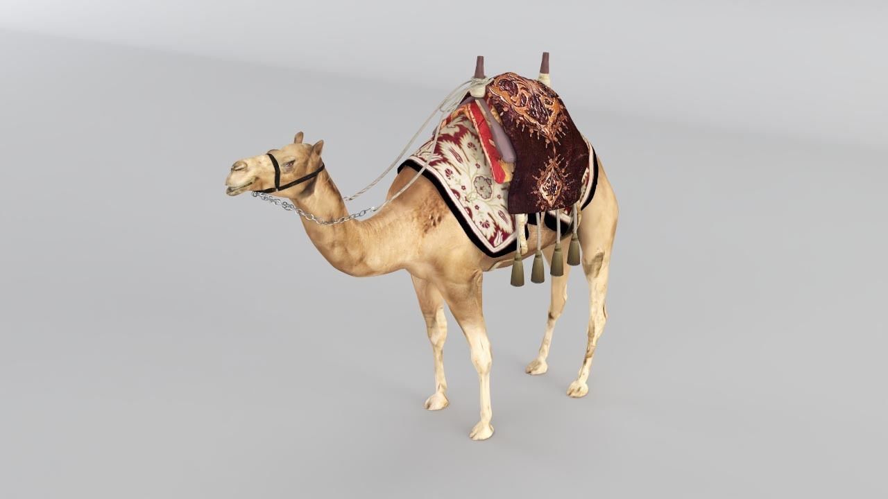 Camel 3D model_6