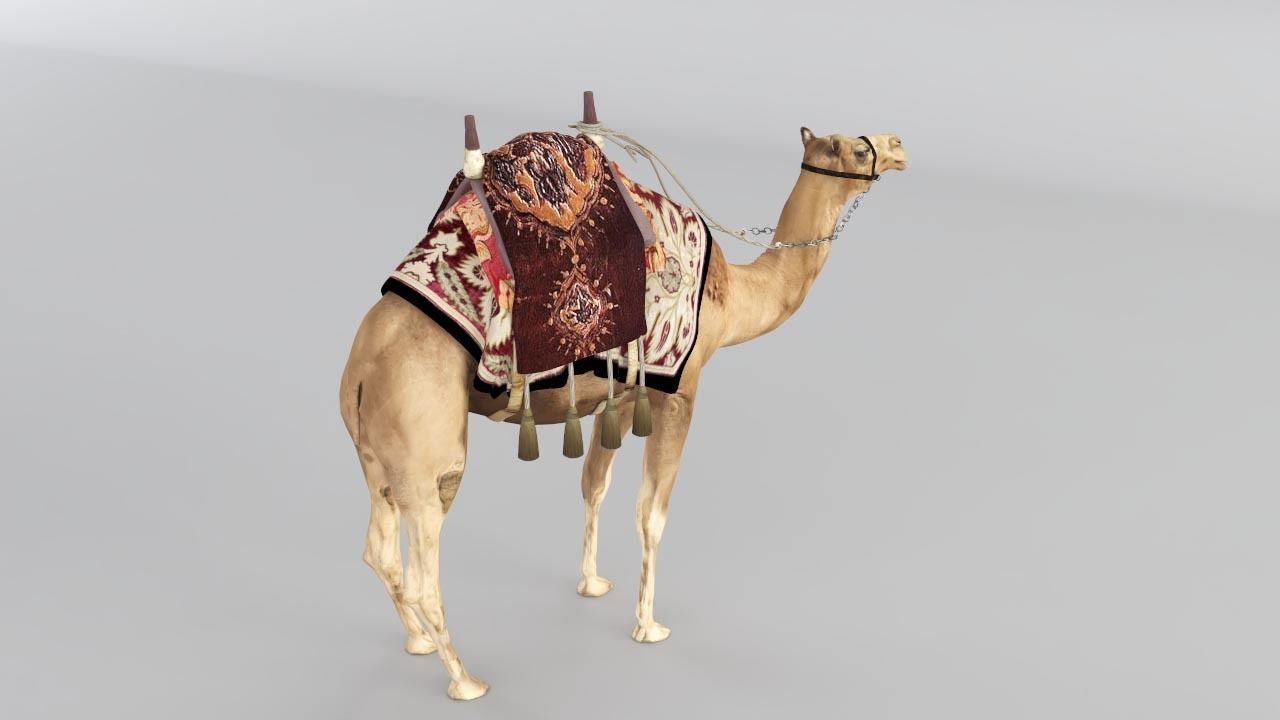 Camel 3D model_7