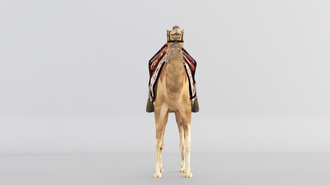 Camel 3D model_2