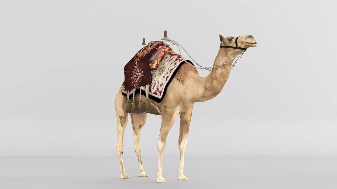 Camel 3D model_0