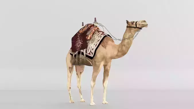 Camel 3D model