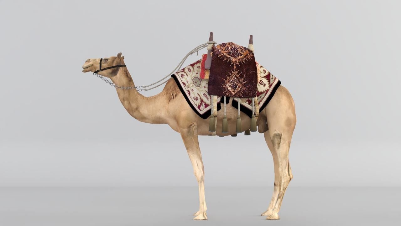 Camel 3D model_3