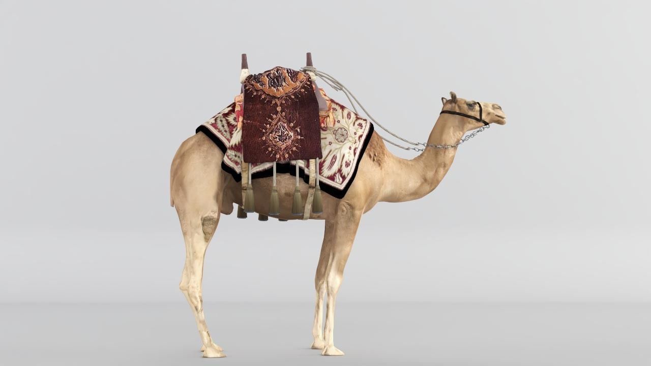 Camel 3D model_1