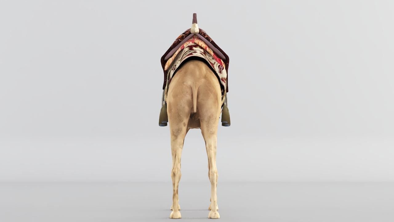 Camel 3D model_4