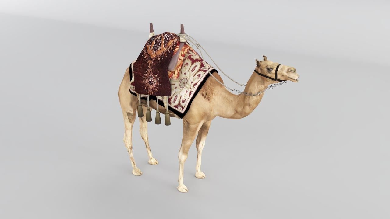 Camel 3D model_5