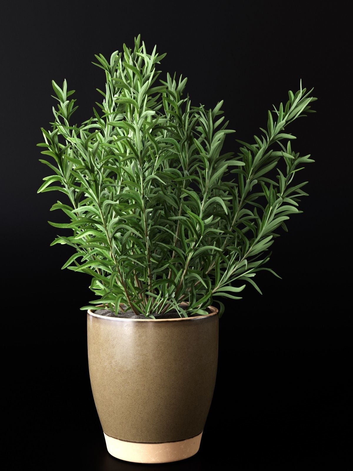 Rosemary in Pot 3D model_2