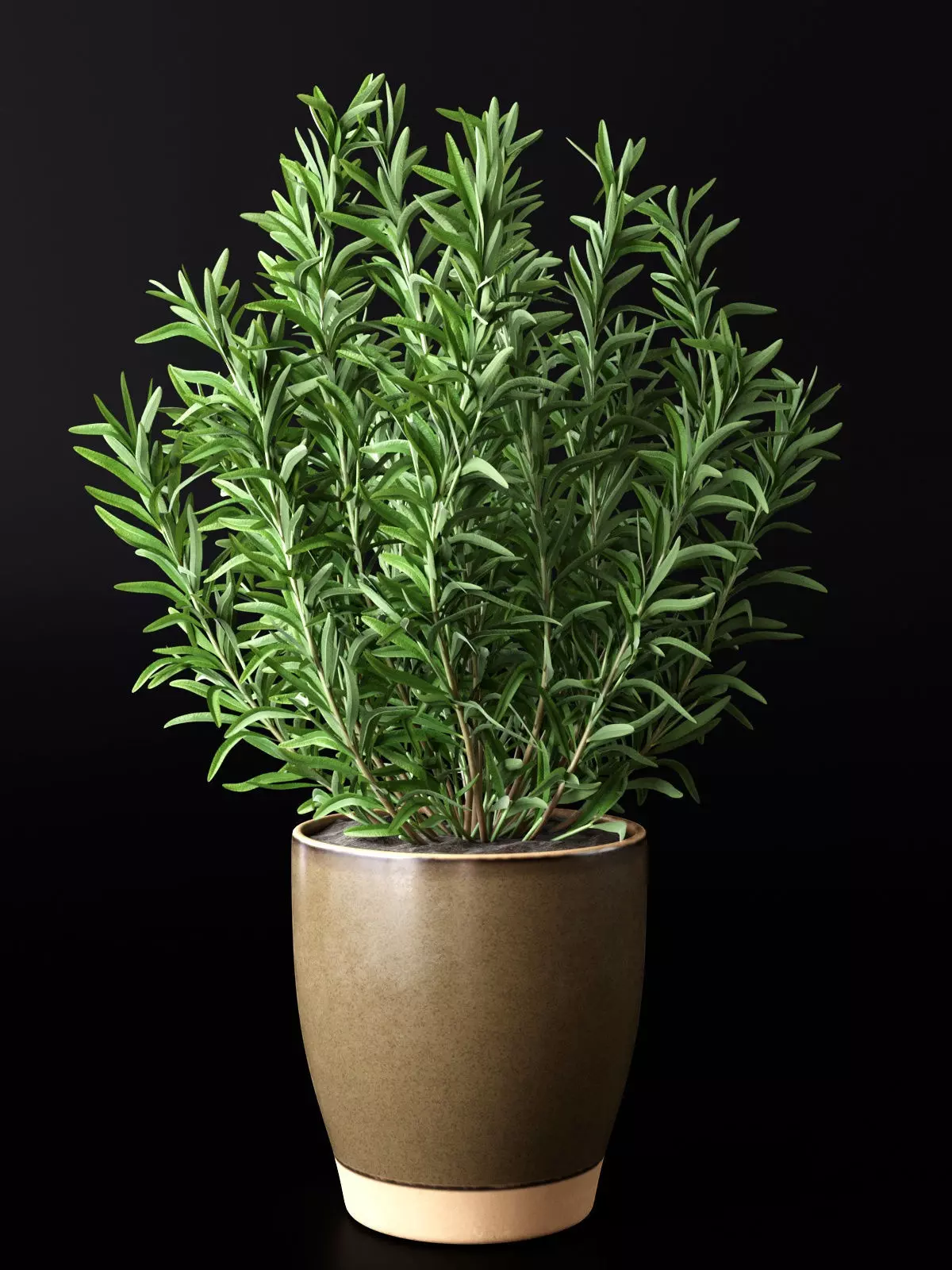 Rosemary in Pot 3D model_0