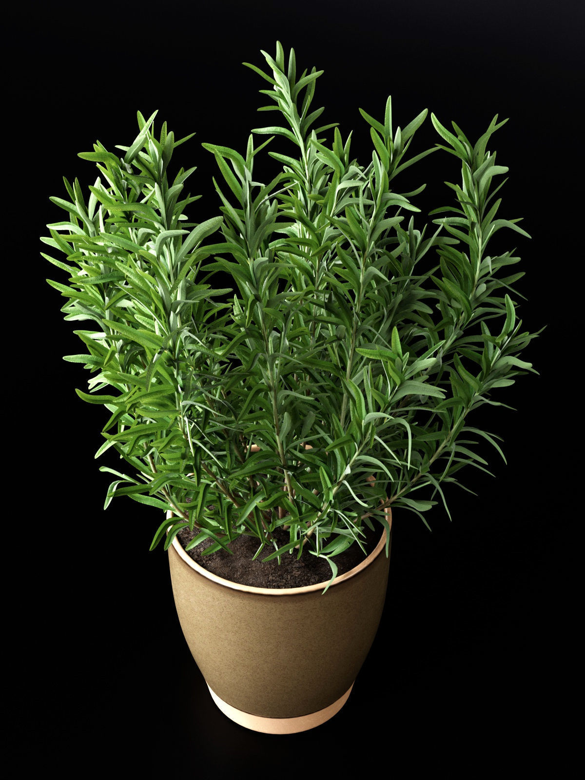Rosemary in Pot 3D model_3