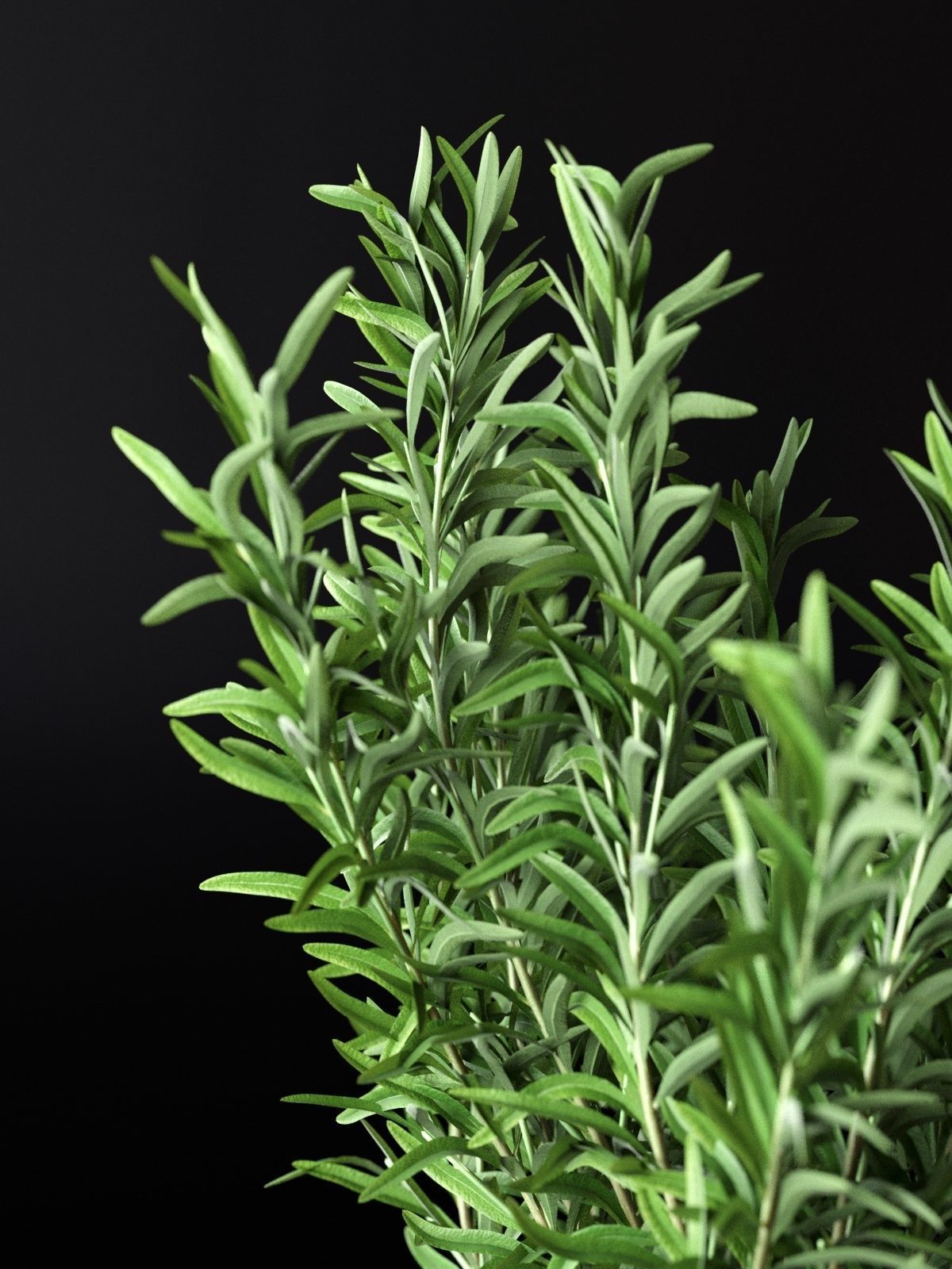Rosemary in Pot 3D model_4