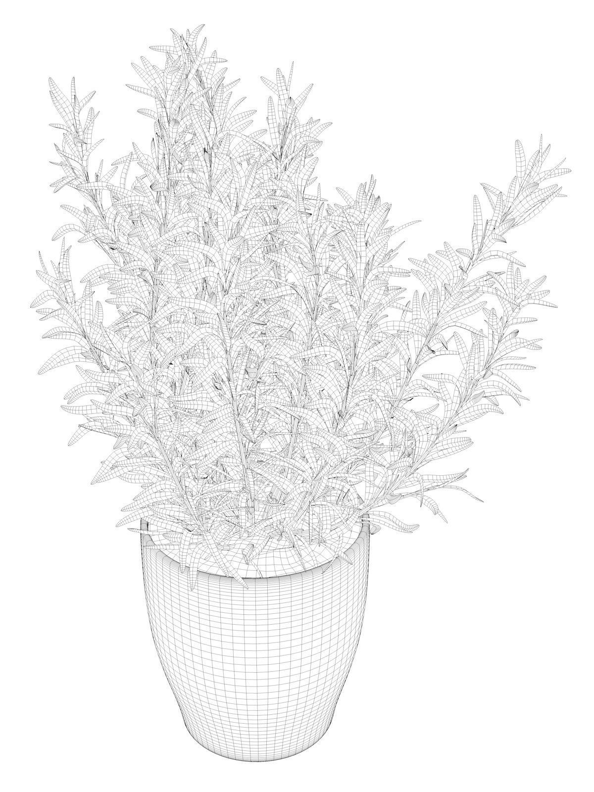 Rosemary in Pot 3D model_5