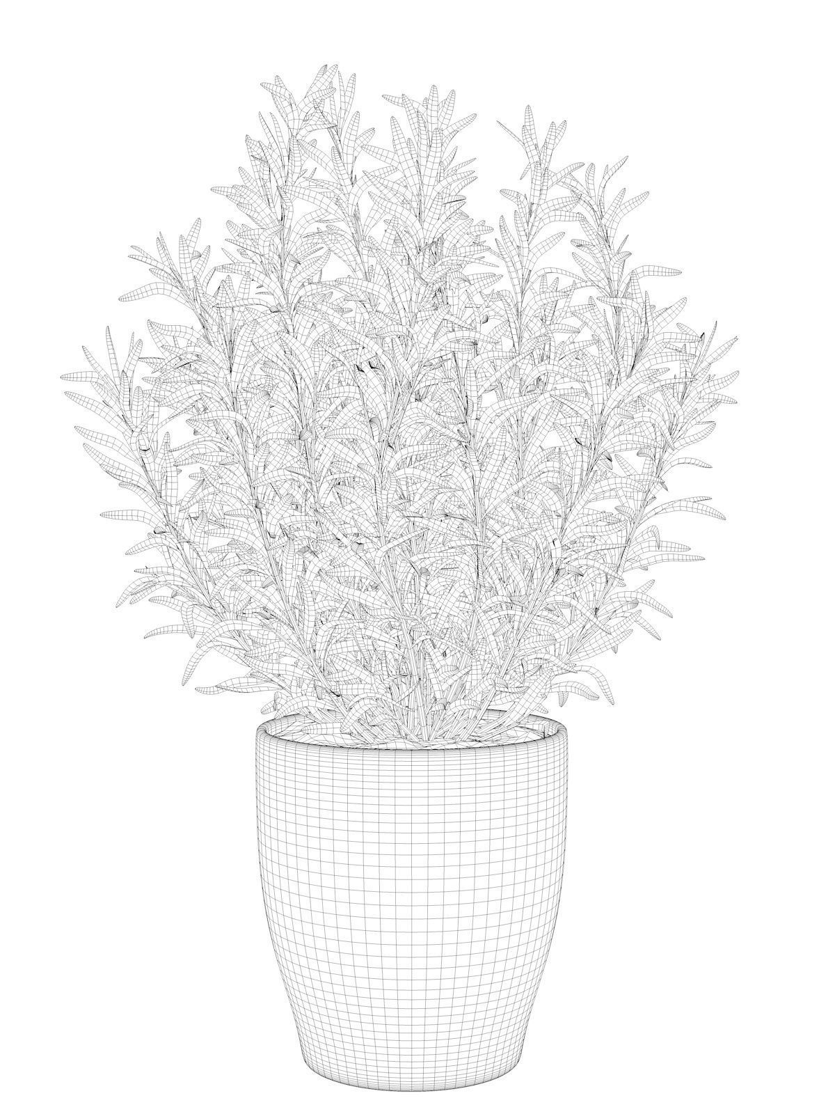 Rosemary in Pot 3D model_6