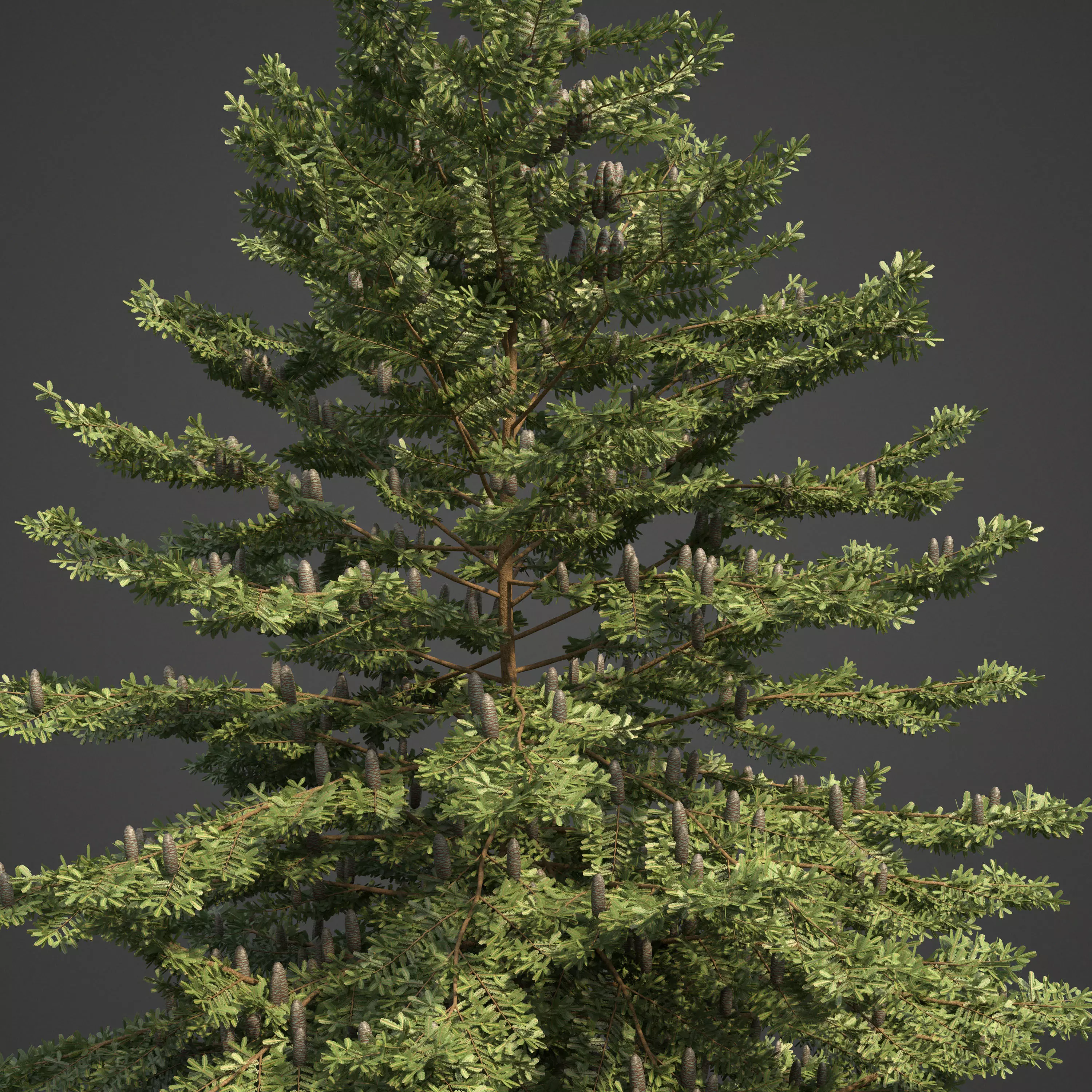 2021 PBR Nikko Fir Collection - Abies Homolepis 3D model_0