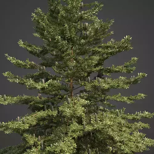 2021 PBR Nikko Fir Collection - Abies Homolepis  3D model