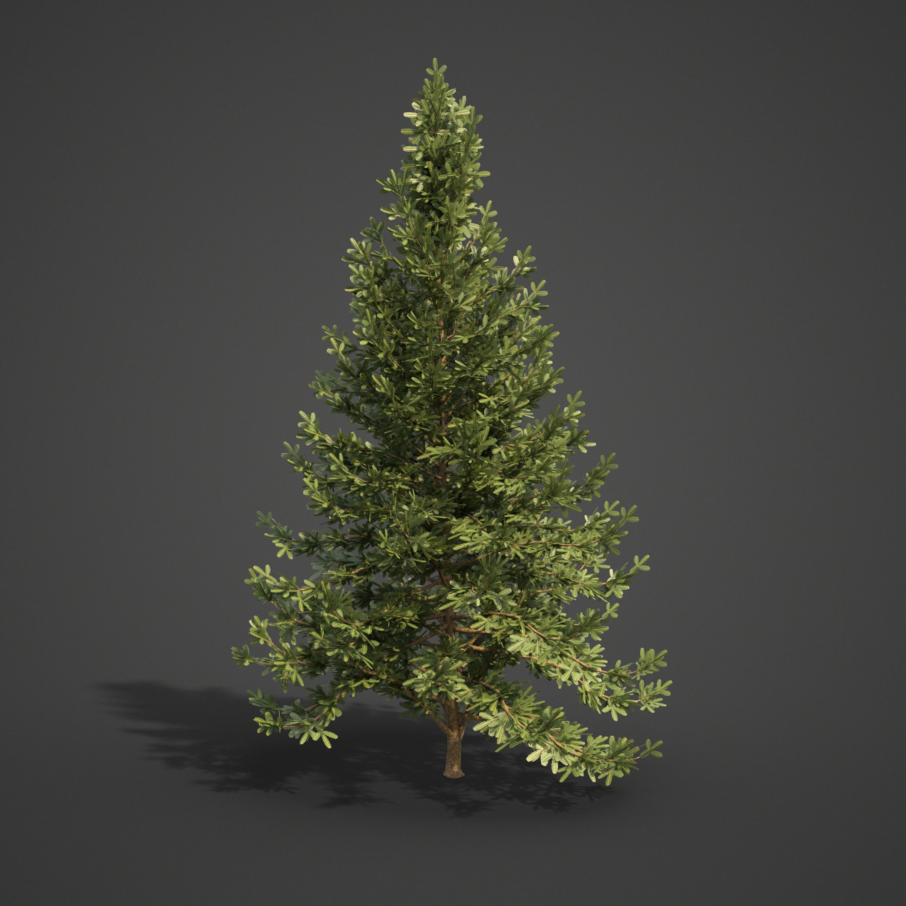 2021 PBR Nikko Fir Collection - Abies Homolepis 3D model_5