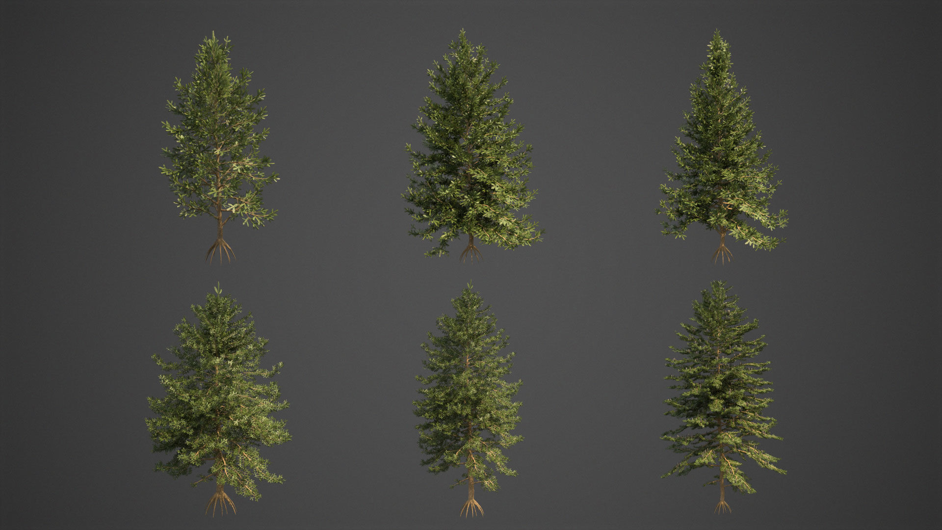 2021 PBR Nikko Fir Collection - Abies Homolepis 3D model_2