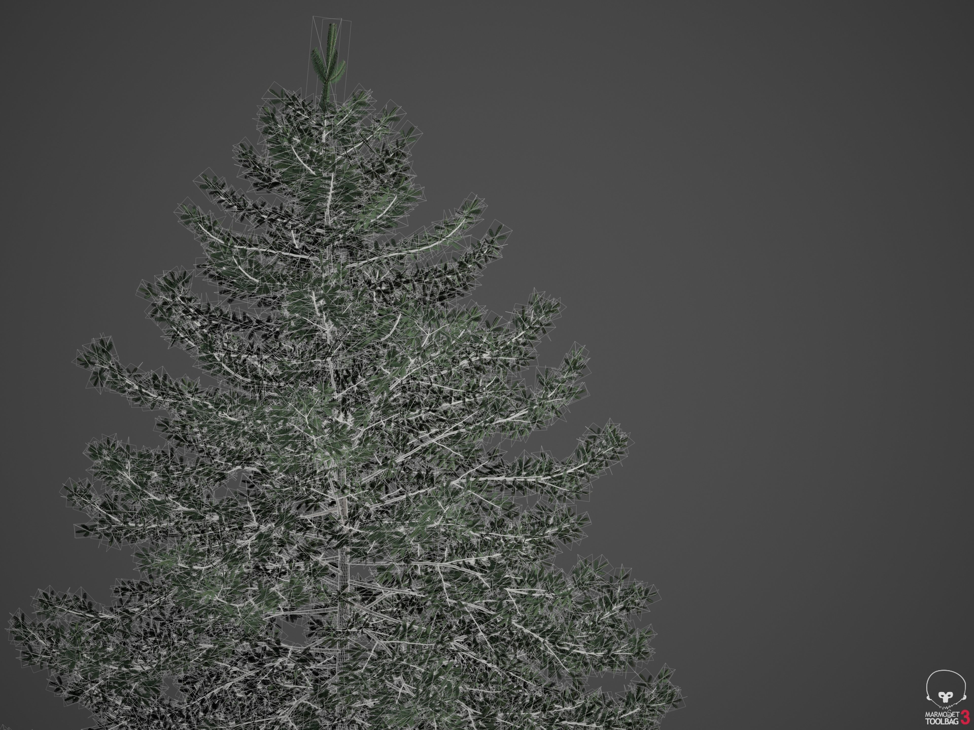 2021 PBR Nikko Fir Collection - Abies Homolepis 3D model_8