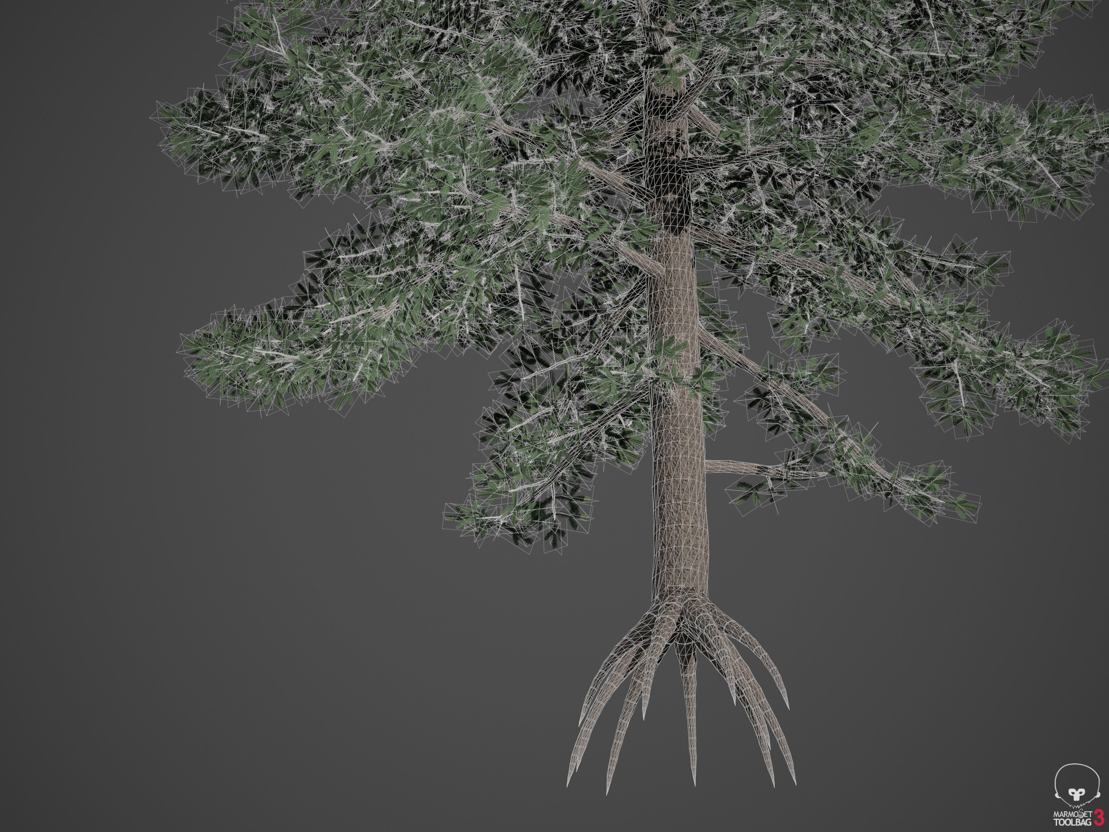 2021 PBR Nikko Fir Collection - Abies Homolepis 3D model_9