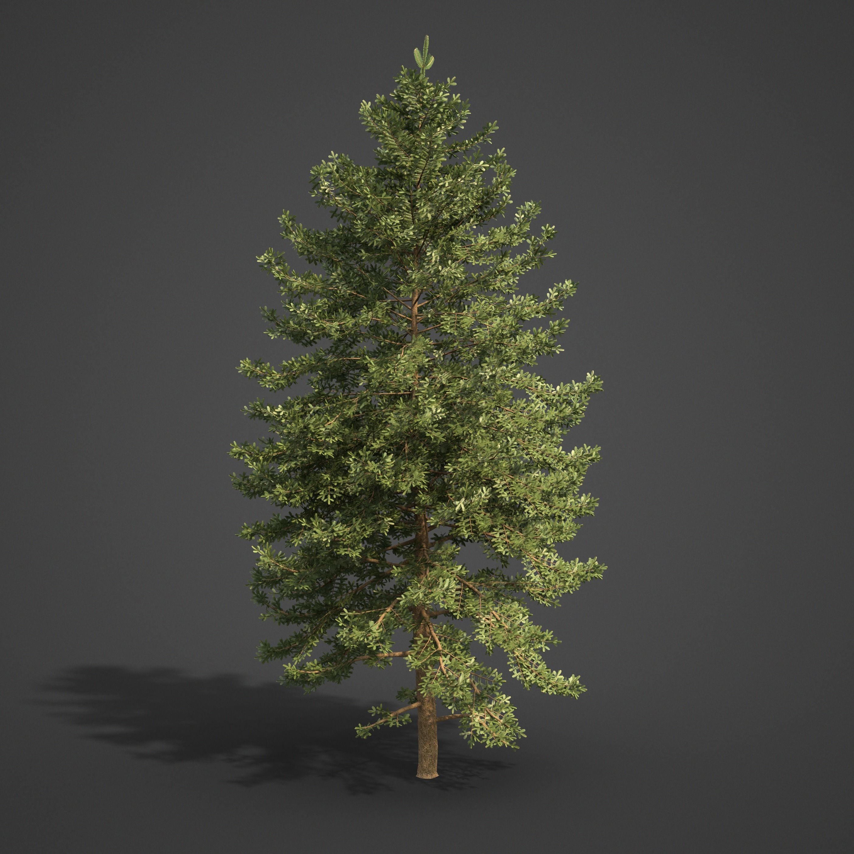 2021 PBR Nikko Fir Collection - Abies Homolepis 3D model_7