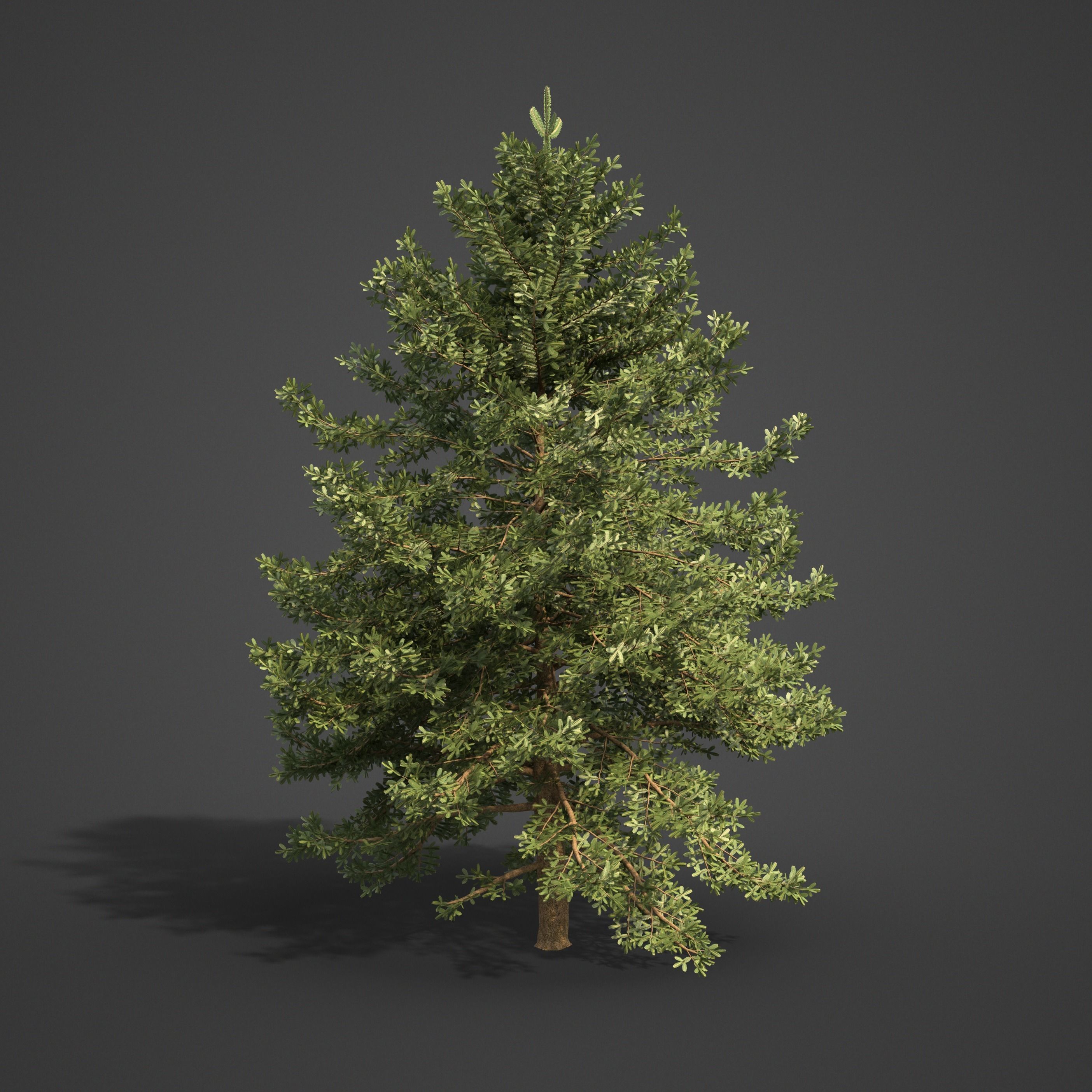 2021 PBR Nikko Fir Collection - Abies Homolepis 3D model_6