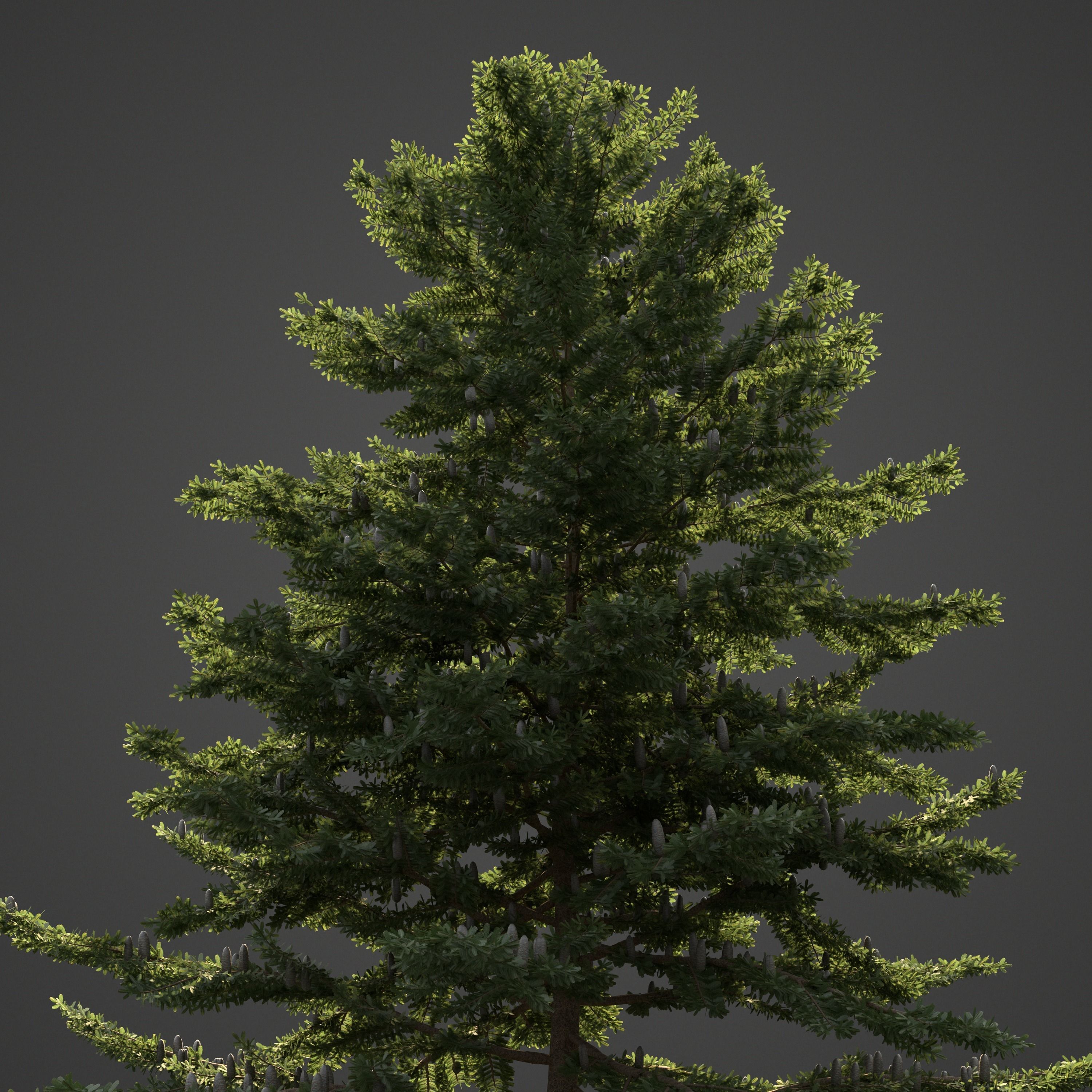 2021 PBR Nikko Fir Collection - Abies Homolepis 3D model_4