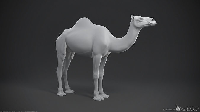Camel Dromedary - Highpoly Sculpture 3D model