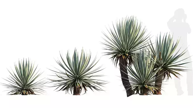 Agave Angustifolia - Caribbean Agave - 01 3D model