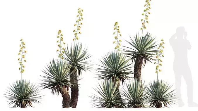 Agave Angustifolia - Caribbean Agave - 02