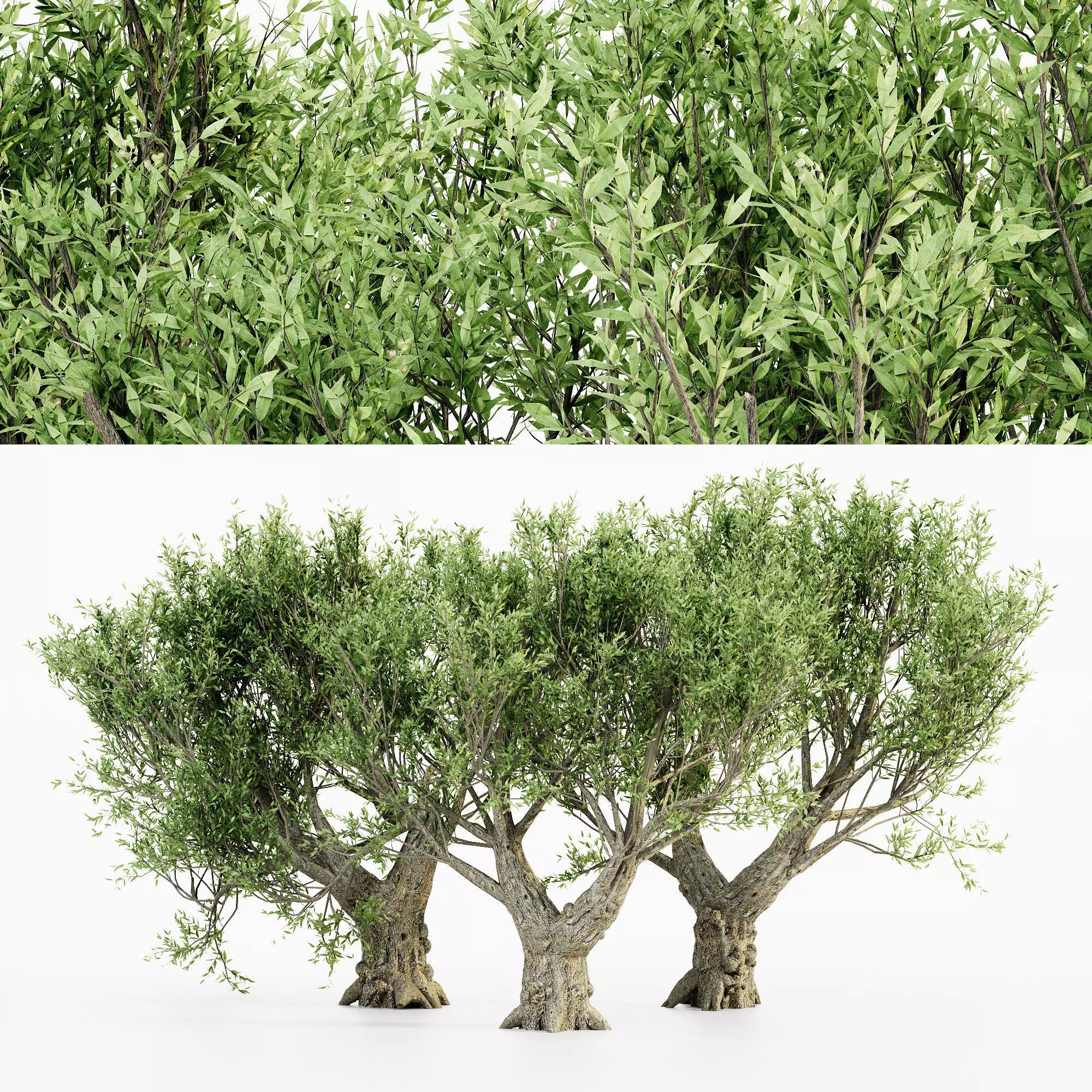 African Olive tree collection 5 trees in the scene 3D model_0