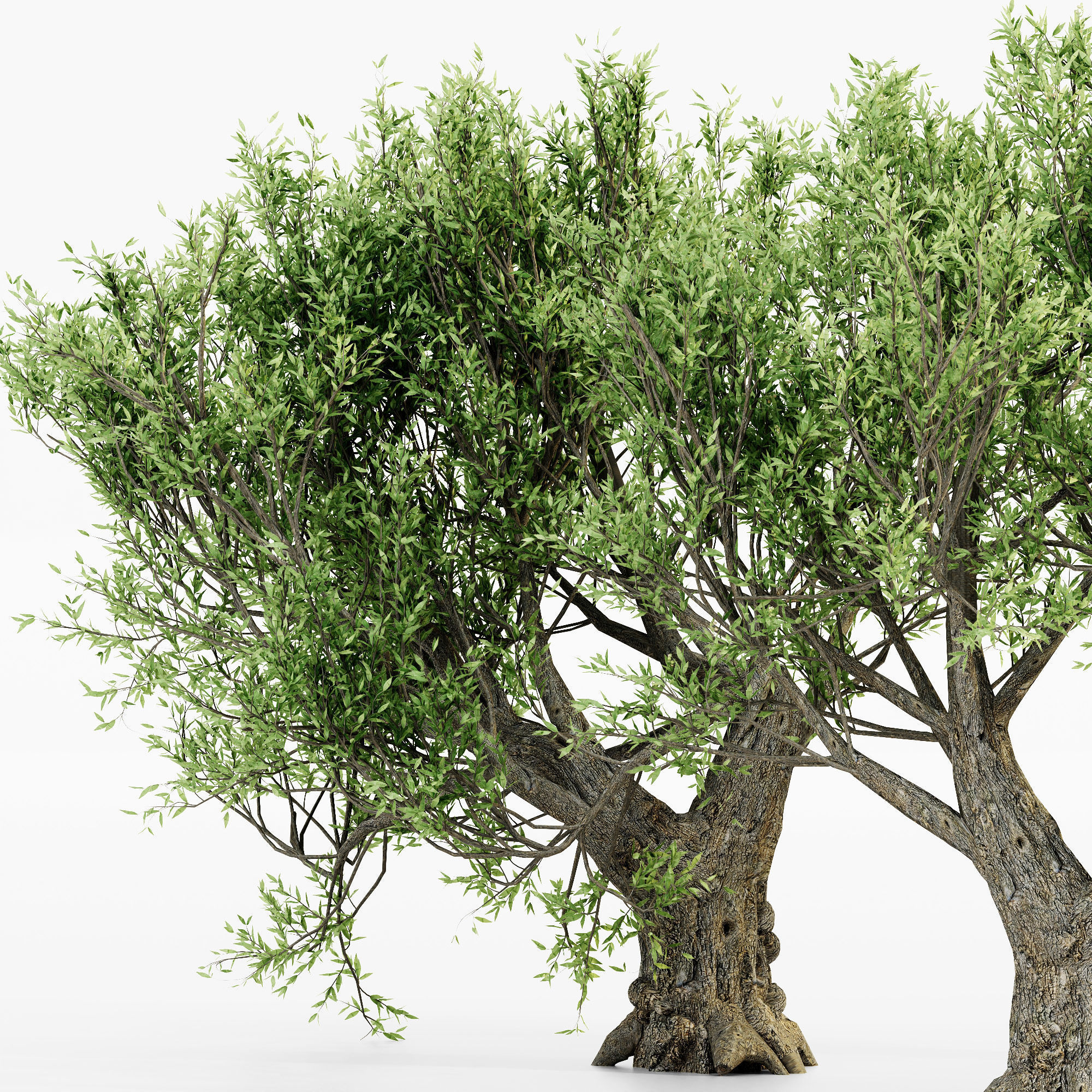 African Olive tree collection 5 trees in the scene 3D model_1