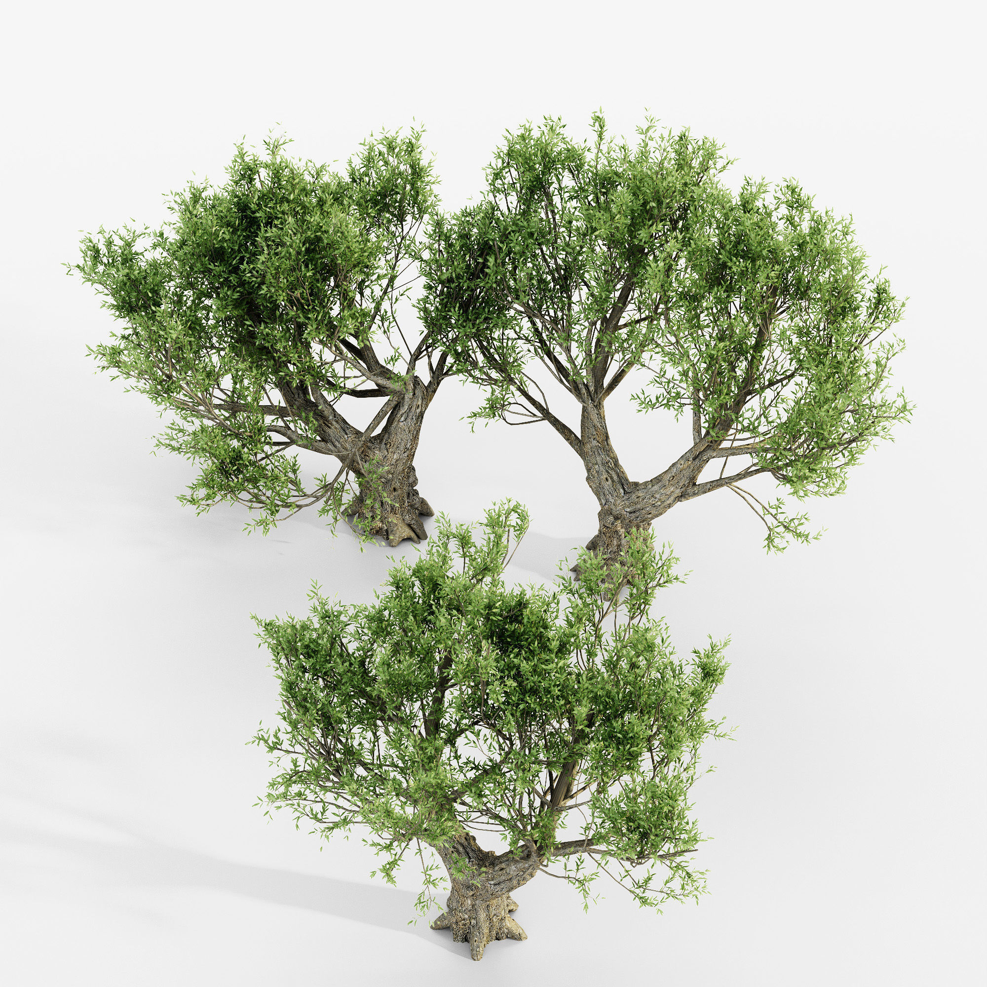 African Olive tree collection 5 trees in the scene 3D model_3