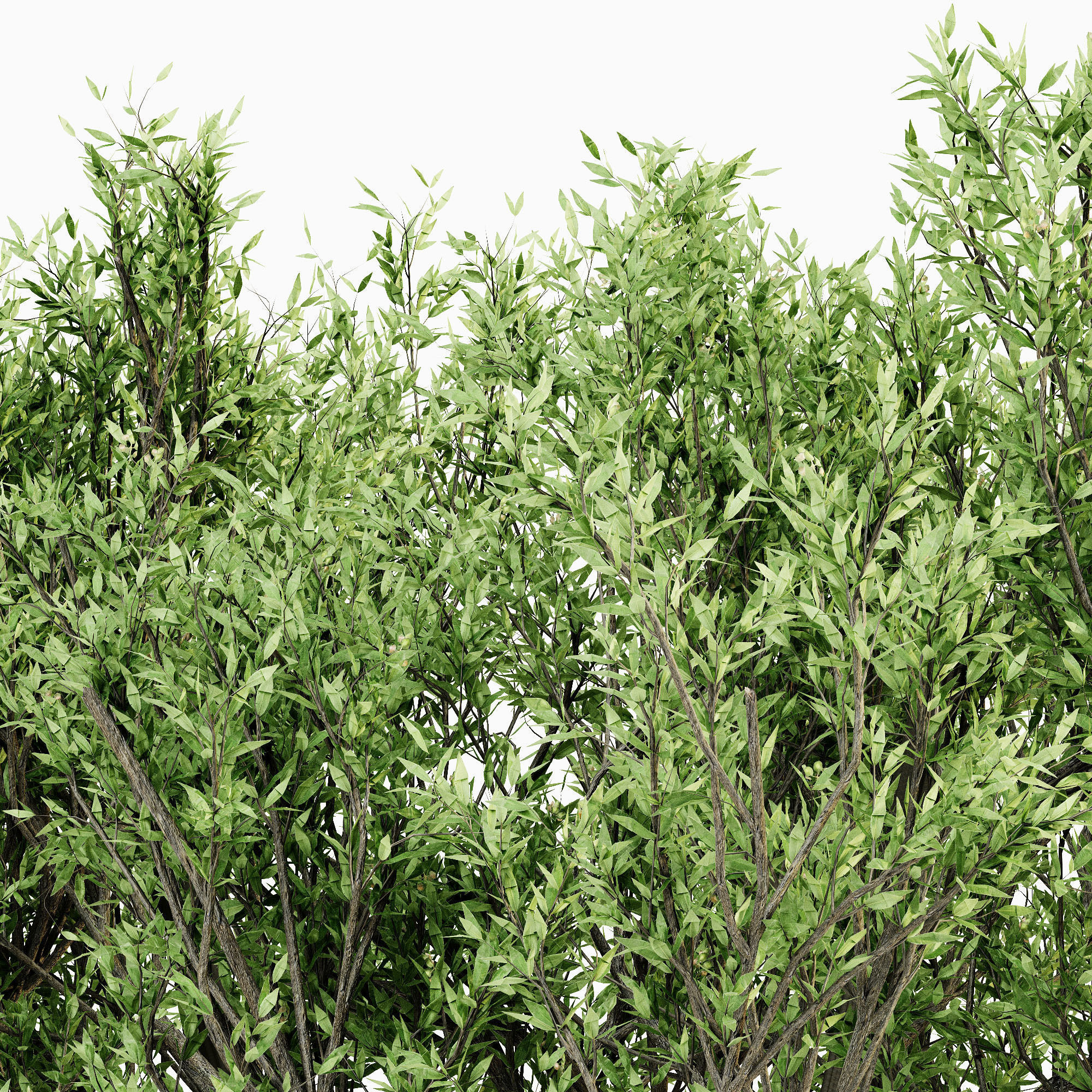 African Olive tree collection 5 trees in the scene 3D model_2
