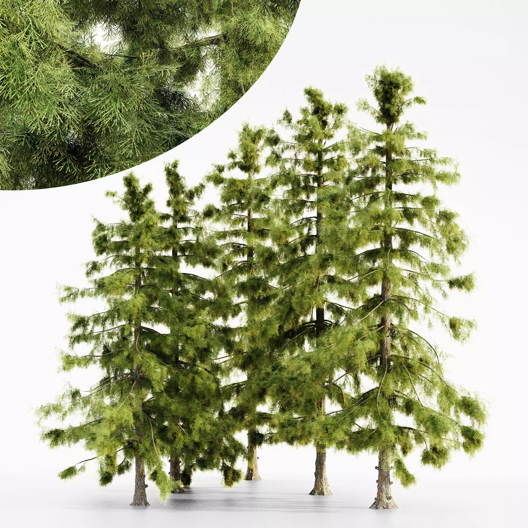 Alaska Cedar tree collection 5 trees in the scene 3D model