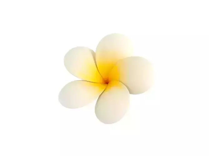 Plumeria Flower