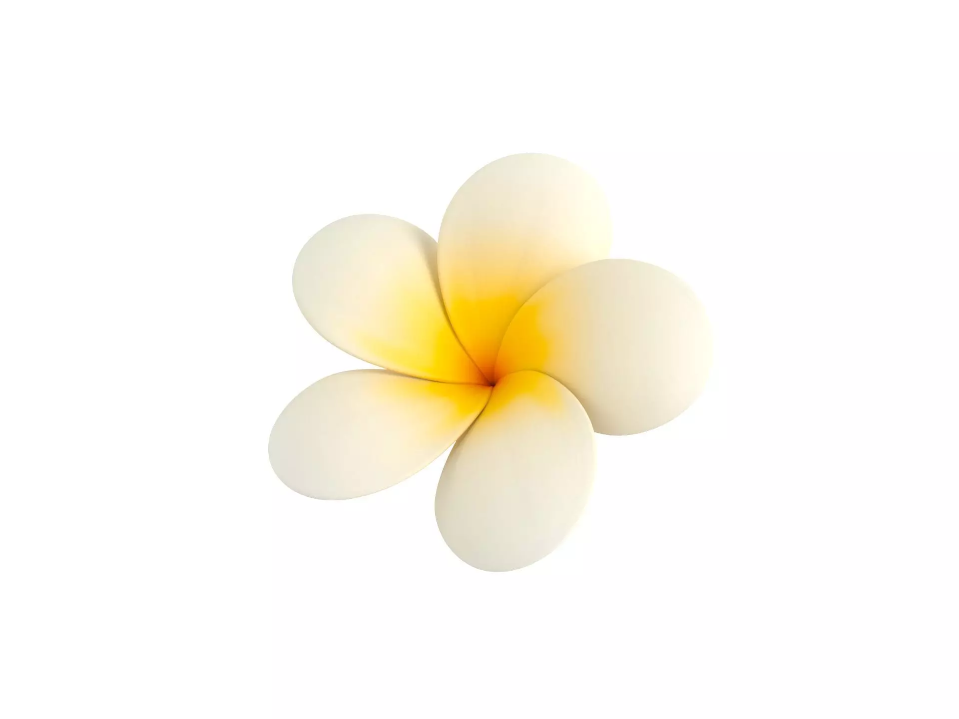 Plumeria Flower 3D model