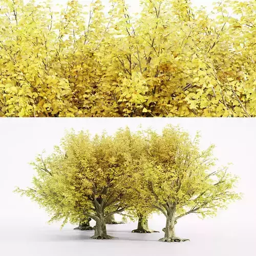 American Beech Fall tree collection 5 trees in the scene